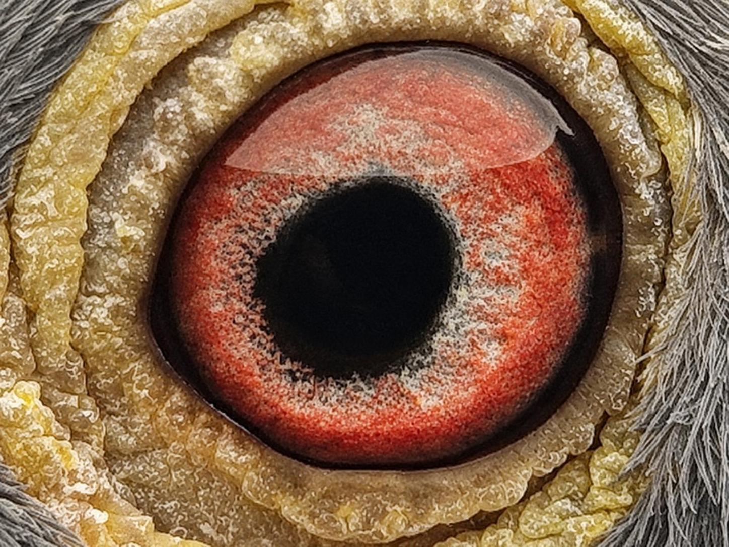 Pigeon eye